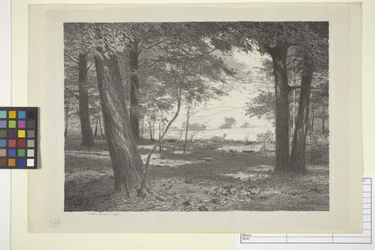 Bordo del bosco
