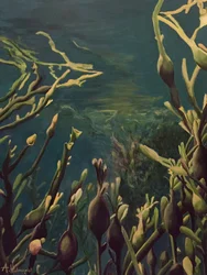 Foresta sottomarina di alghe kelp