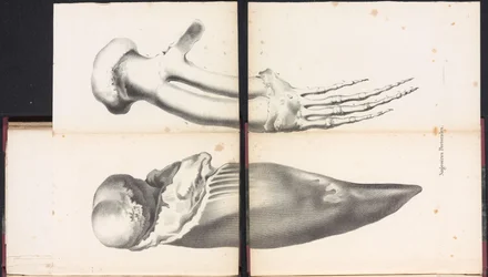 Pinne pettorali della balena, 1827