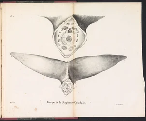 Sezione della pinna caudale della balena