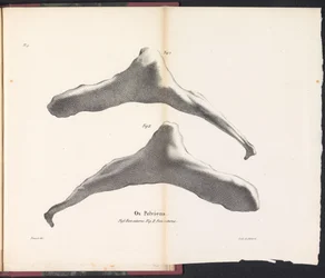 Osso pelvico della balena, 1827