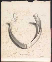 Mandibola inferiore della balena, 1827
