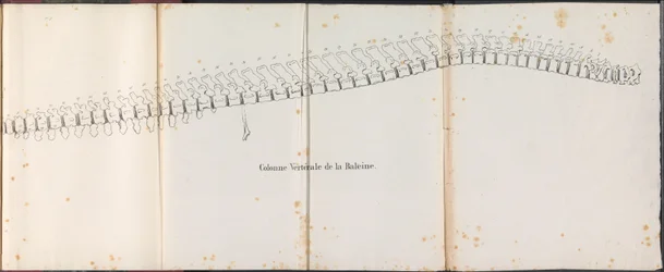 Colonna vertebrale della balena, 1827