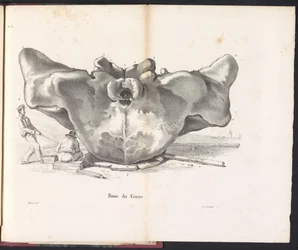 Teschio della balena, 1827
