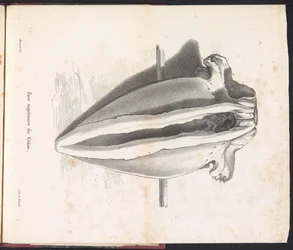 Cranio della balena, 1827