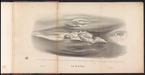 Organi genitali femminili della balena, 1827