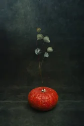 Eucalipto zucca malinconico