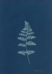 Hothocleana, c. 1850 (foto)