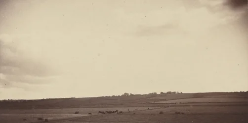 Veduta di campi con mucche, anni 1850-1860 (foto)