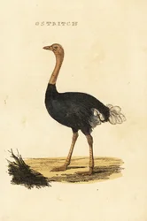 Struzzo comune, Struthio camelus