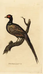 Fagiano comune, Phasianus colchicus