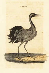 Gru demoiselle, Grus virgo