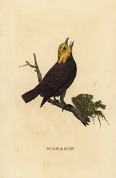 Manachino dalla testa dorata, Ceratopipra erythrocephala