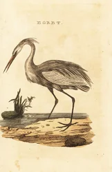 Grande airone bianco, Ardea alba