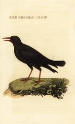 Gracchio corallino, Pyrrhocorax pyrrhocorax