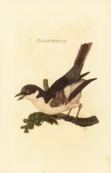 Ballerina bianca, Motacilla alba