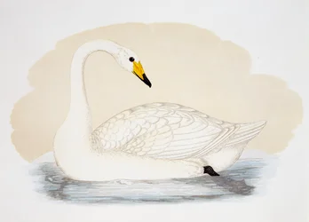 Cigno selvatico (Cygnus cygnus), incisione