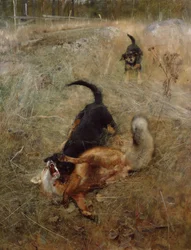 Cani e volpe