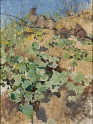 Nidiacei di Averla Maggiore