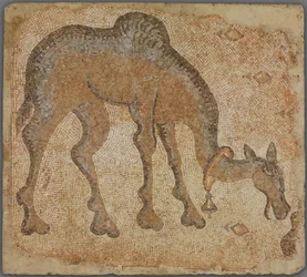 Frammento di mosaico con cammello al pascolo