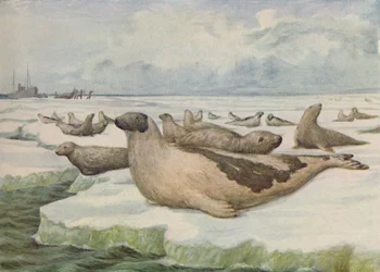 Caccia alla foca, Terranova, 1916