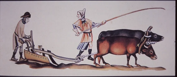 Uomini medievali che arano con buoi, da una scena del Luttrell Psalter