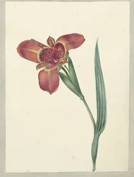 Fiore chiamato Ferraria Tigrina