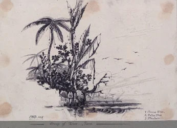 Gruppo di alberi.... Giava. 1. Albero di cacao, 2. Palma, 3. Piantaggine