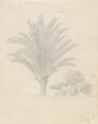 Palma e gruppo di foglie