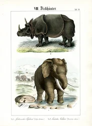 Elefante africano e rinoceronte indiano