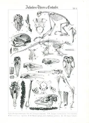 Illustrazione anatomica di Edentati ed Equidi