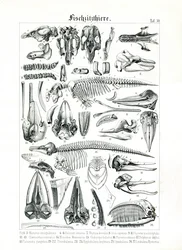 Illustrazione anatomica dei mammiferi marini