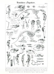 Illustrazione anatomica di Marsupiali e Roditori