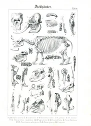 Illustrazione anatomica dei pachidermi