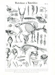 Illustrazione anatomica di ruminanti e pinnipedi