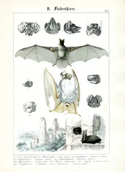 I pipistrelli e la loro anatomia