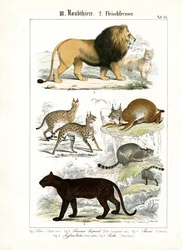 Grandi gatti e piccole specie feline