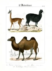 Camelidi del Sud America e dell