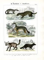 Carnivori della famiglia dei canidi e dei mustelidi