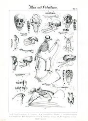 Anatomia comparata di primati e pipistrelli