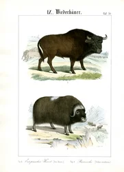 Bisonte europeo e Muskox