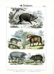 Cinque specie di maiali e i loro parenti