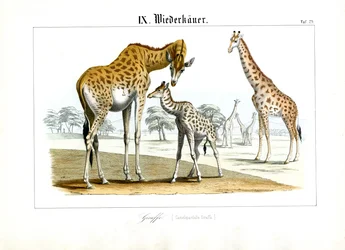 Le giraffe nella savana africana