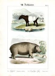 Ippopotamo e tapiro
