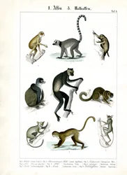 Proscimmie e lemuri