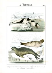 Le foche delle acque artiche