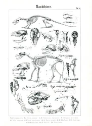 Scheletri e crani di carnivori
