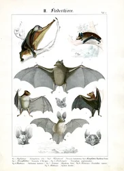Varie specie di pipistrelli