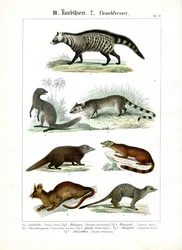 Vari carnivori della famiglia dei civet e delle manguste