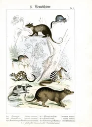 Vari marsupiali dell